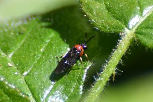 Réf. 257 548 : Eutomostethus ephippium